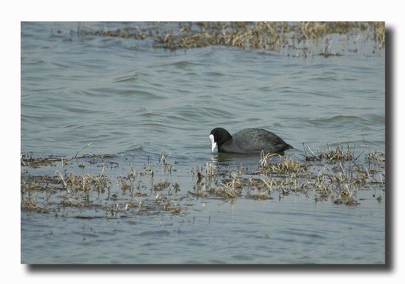 Folaga - Fulica atra